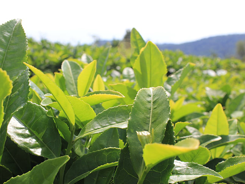 哪款設(shè)備可以精準檢測植物冠層？