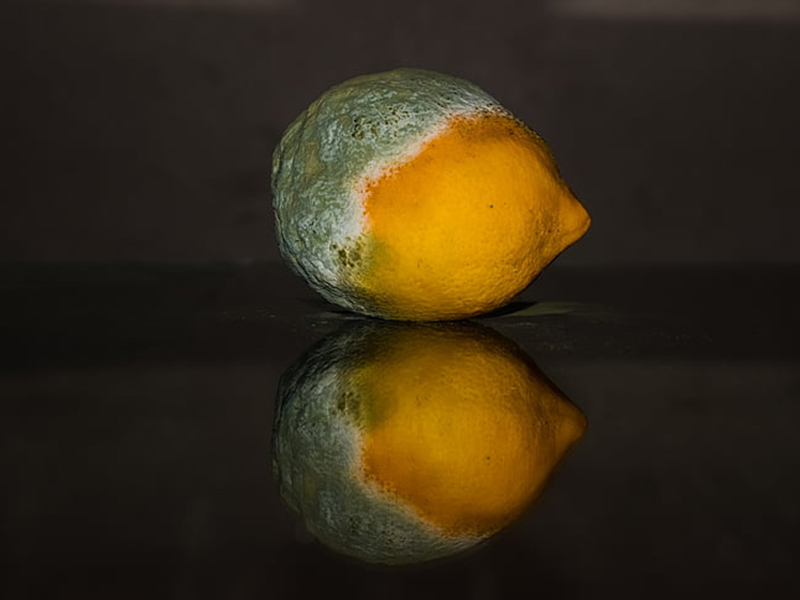 真菌毒素檢測(cè)儀生產(chǎn)廠家