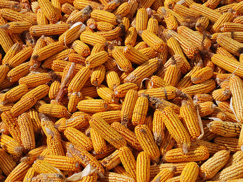 如何快速檢測黃曲霉毒素