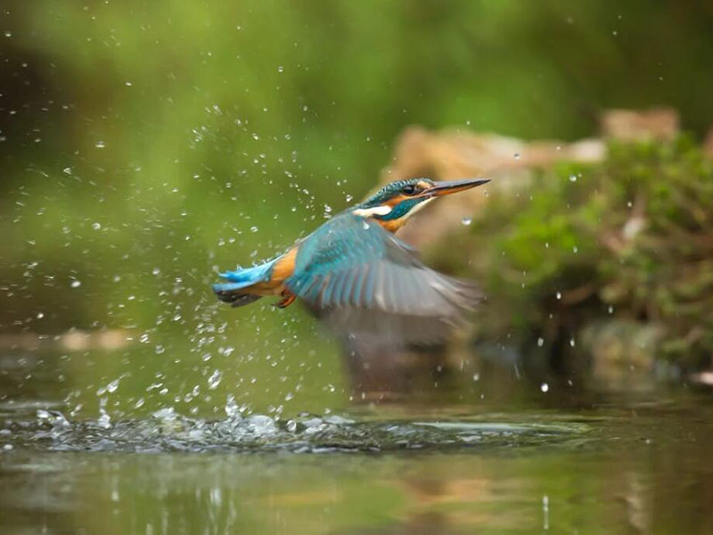 影響水中溶解氧含量的因素有哪些