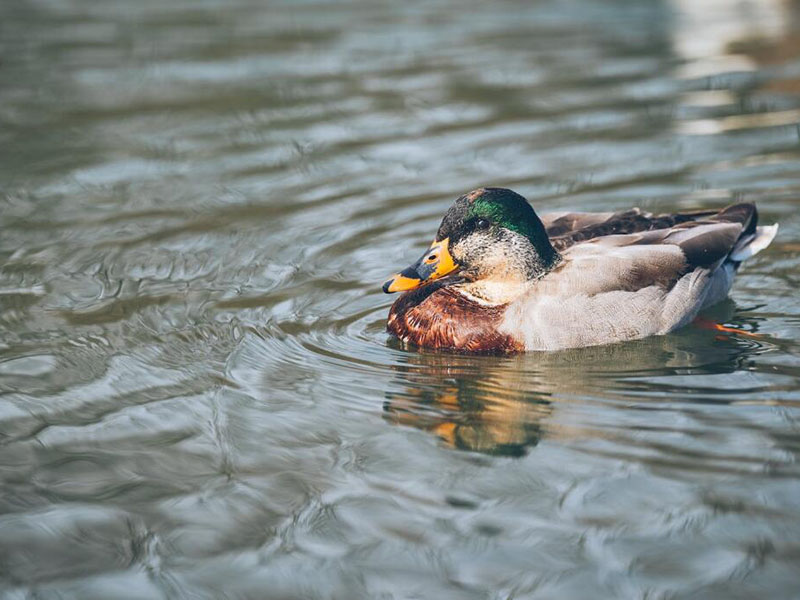 總氮在線自動(dòng)監(jiān)測(cè)儀測(cè)量周期是多少
