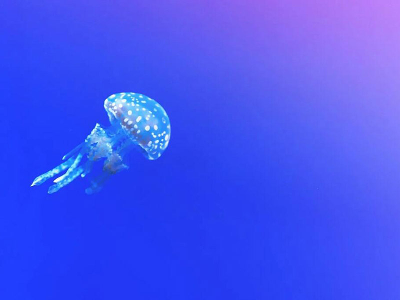 水質(zhì)六價鉻測定儀原理